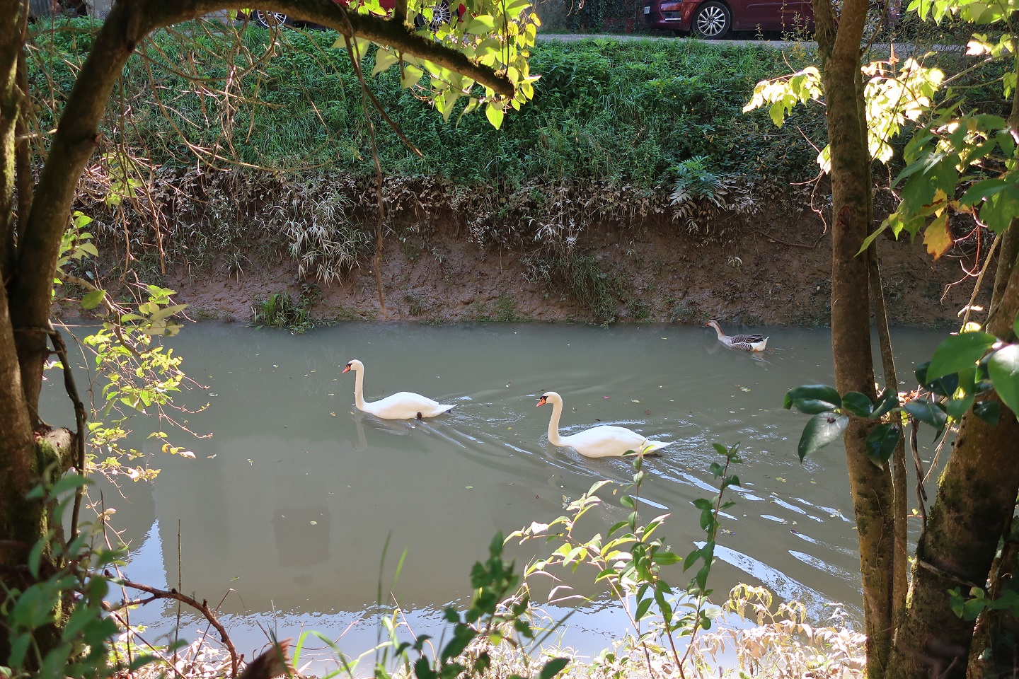 Cygnes sur l'Estey de Langoiran
